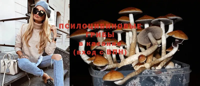 купить закладку  Боровичи  Псилоцибиновые грибы Psilocybe 