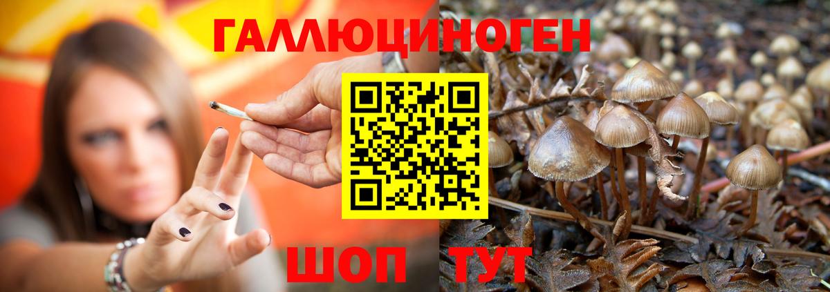 Боровичи  Псилоцибиновые грибы GOLDEN TEACHER  Вход с VPN  купить наркотики цена  Псилоцибиновые грибы Cubensis 